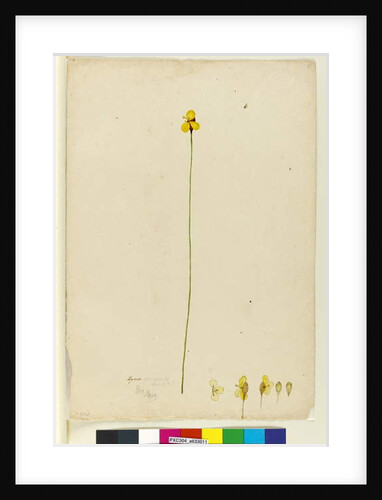Page 6. Xyris operculata, c.1803-06 by John William Lewin
