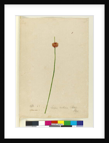 Page 7. Scirpus nodosus, c.1803-06 by John William Lewin