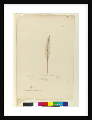 Page 8. Imperata arundinacea syn. Saccharum cylindricum, c.1803-06 by John William Lewin