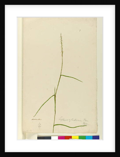 Page 9. Lepturus cylindricus, c.1803-06 by John William Lewin