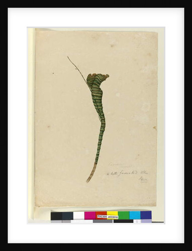 Page 11. Casuarina, c.1803-06 by John William Lewin