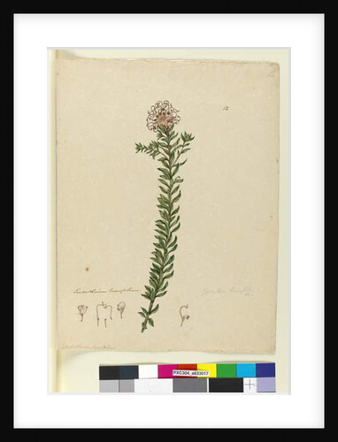 Page 12. Grevillea buxifolia, c.1803-06 by John William Lewin