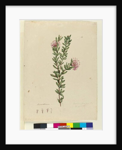 Grevillea punicea, c.1803-06 by John William Lewin