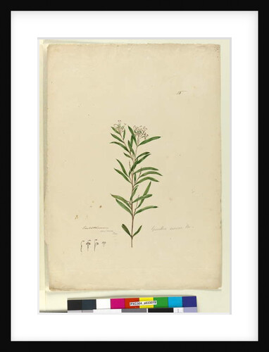 Page 15. Grevillea sericea, c.1803-06 by John William Lewin