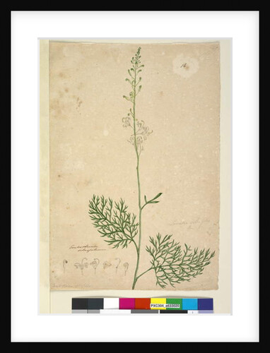 Lomatia silaifolia, c.1803-06 by John William Lewin
