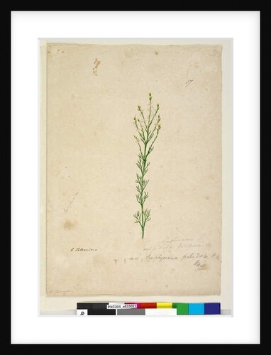 Page 17. Symphionema paludosum, c.1803-06 by John William Lewin