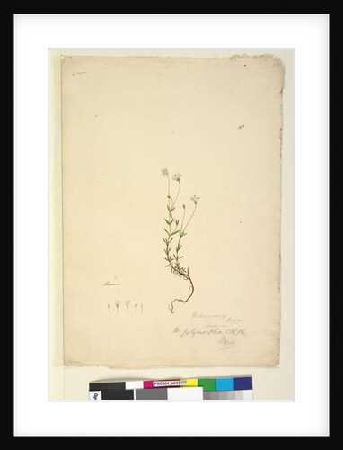 Page 18. Mitrasacme polymorpha, c.1803-06 by John William Lewin