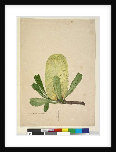 Page 19. Banksia serrata, c.1803-06 by John William Lewin