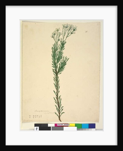 Page 21. Conospermum ericifolium, c.1803-06 by John William Lewin