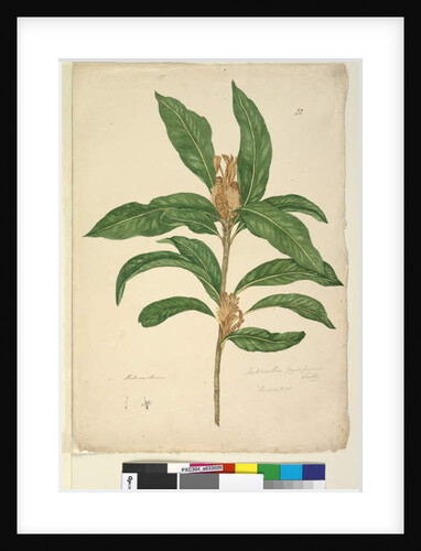 Page 22. Xylomelum pyriforme, c.1803-06 by John William Lewin