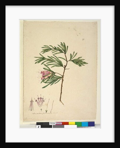 Page 23. Lambertia formosa, c.1803-06 by John William Lewin