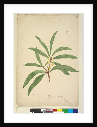 Page 25. Persoonia salicina, c.1803-06 by John William Lewin