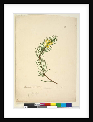Page 26. Persoonia linearis, c.1803-06 by John William Lewin