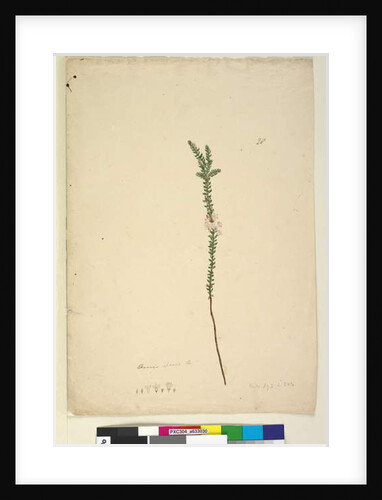 Page 28. Epacris sparsa, c.1803-06 by John William Lewin