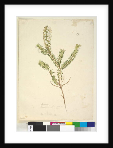 Page 29. Lysinema, c.1803-06 by John William Lewin