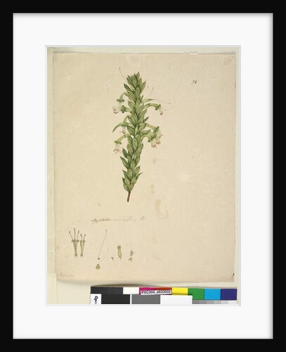 Page 31. Styphelia viridiflora, c.1803-06 by John William Lewin