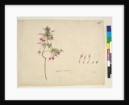 Page 32. Styphelia tubiflora, c.1803-06 by John William Lewin