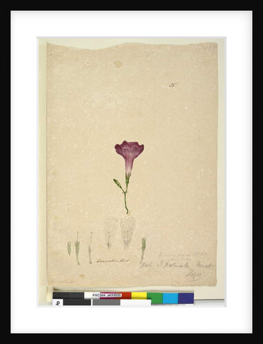 Page 35. Ipomoea palmata, c.1803-06 by John William Lewin