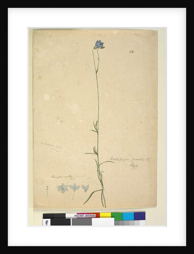 Page 36. Wahlenbergia gracilis, c.1803-06 by John William Lewin