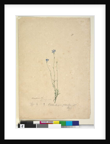 Page 37. Wahlenbergia gracilis, c.1803-06 by John William Lewin