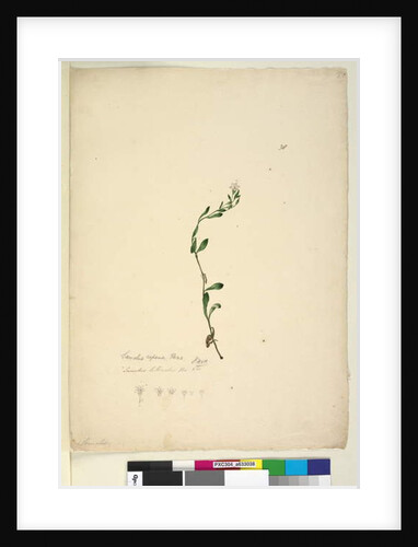 Page 38. Samolus repens, c.1803-06 by John William Lewin