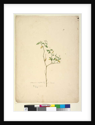 Page 39. Solanum nigrum, c.1803-06 by John William Lewin