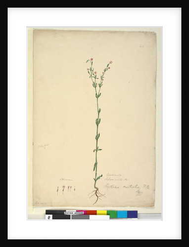 Page 40. Erythraea australis, c.1803-06 by John William Lewin