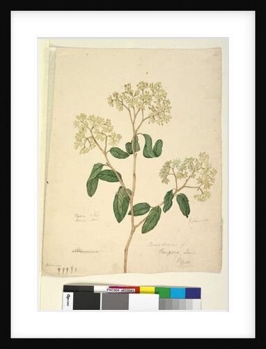 Page 41. Pomaderris lanigera, c.1803-06 by John William Lewin