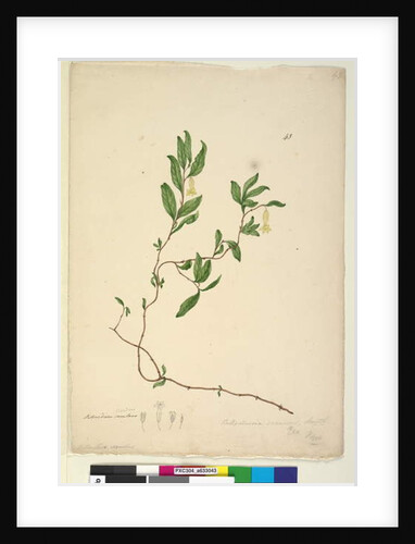 Page 43. Billardiera scandens, c.1803-06 by John William Lewin