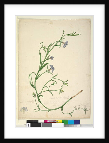 Page 44. Goodenia ramosissima, c.1803-06 by John William Lewin