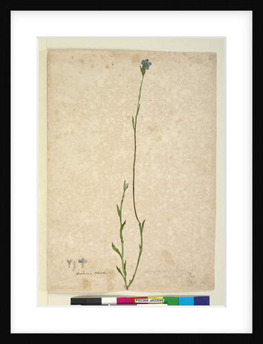Page 45. Dampiera stricta, c.1803-06 by John William Lewin