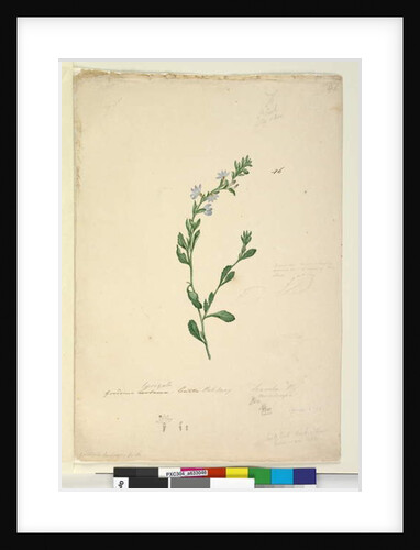 Goodenia laevigata, c.1803-06, Page 46. by John William Lewin