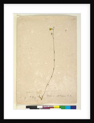 Page 47. Goodenia stelligera, c.1803-06 by John William Lewin