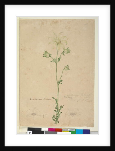 Page 48. Actinotus Helianthi, c.1803-06 by John William Lewin