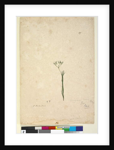 Page 49. Trachymene linearis, c.1803-06 by John William Lewin