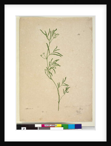 Page 50. Apium, c.1803-06 by John William Lewin