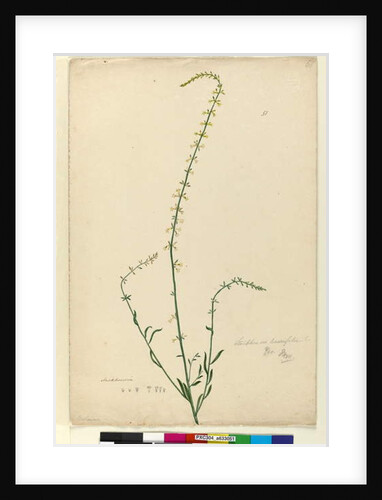 Page 51. Stackhousia, c.1803-06 by John William Lewin