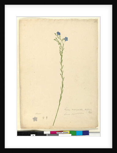 Page 52. Linum marginale, c.1803-06 by John William Lewin