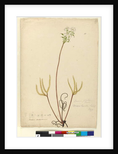 Page 53. Drosera binata, c.1803-06 by John William Lewin