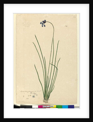 Page 54. Sowerbaea juncea, c.1803-06 by John William Lewin