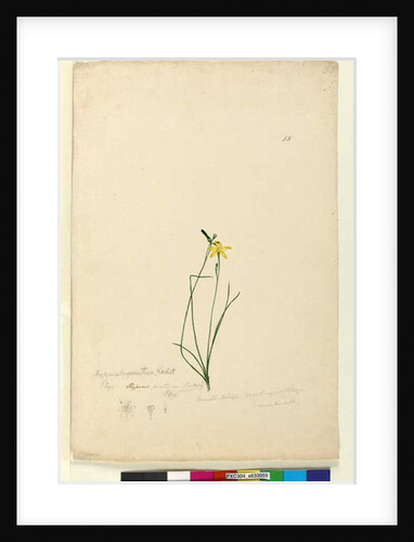 Page 55. Hypoxis hygrometrica, c.1803-06 by John William Lewin