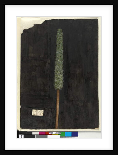 Page 56. Xanthorrhoea, c.1803-06 by John William Lewin