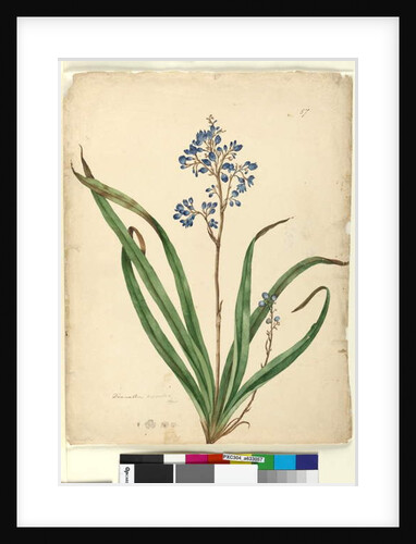 Page 57. Dianella caerulea, c.1803-06 by John William Lewin