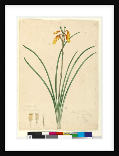 Page 59. Blandfordia nobilis, c.1803-06 by John William Lewin