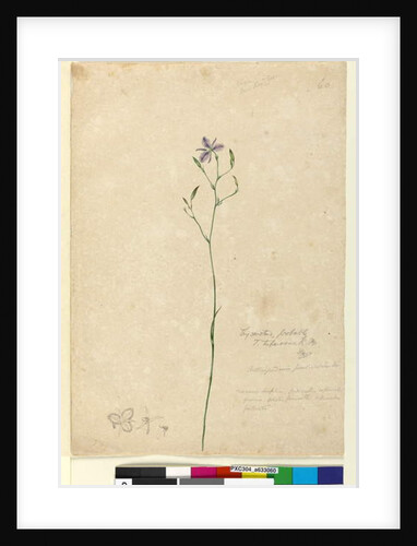 Page 60. Thysanotus tuberosus, c.1803-06 by John William Lewin