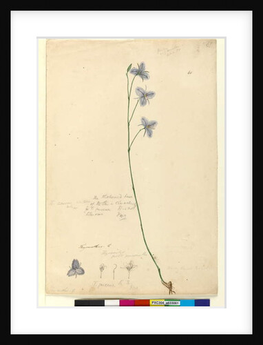 Page 61. Thysanotus, c.1803-06 by John William Lewin