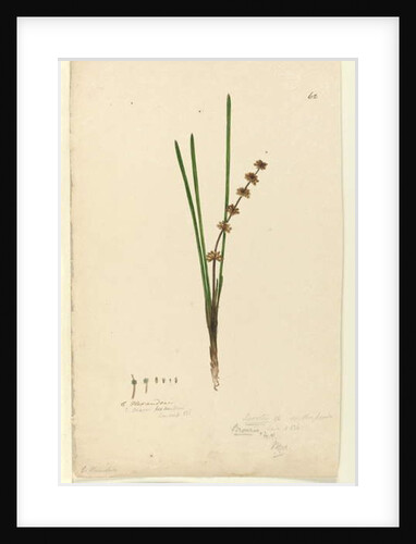 Page 62. Xerotes Lomandra multiflora, c.1803-06 by John William Lewin