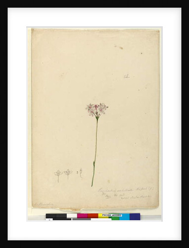Page 63. Burchardia umbellata, c.1803-06 by John William Lewin