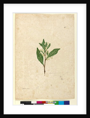 Page 65. Dodonaea triquetra, c.1803-06 by John William Lewin