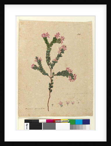 Page 66. Boronia serrulata, c.1803-06 by John William Lewin